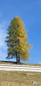 Herbstbaum (Foto: Andrea Jakober)